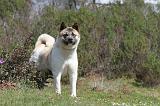 AKITA AMERICAIN 147